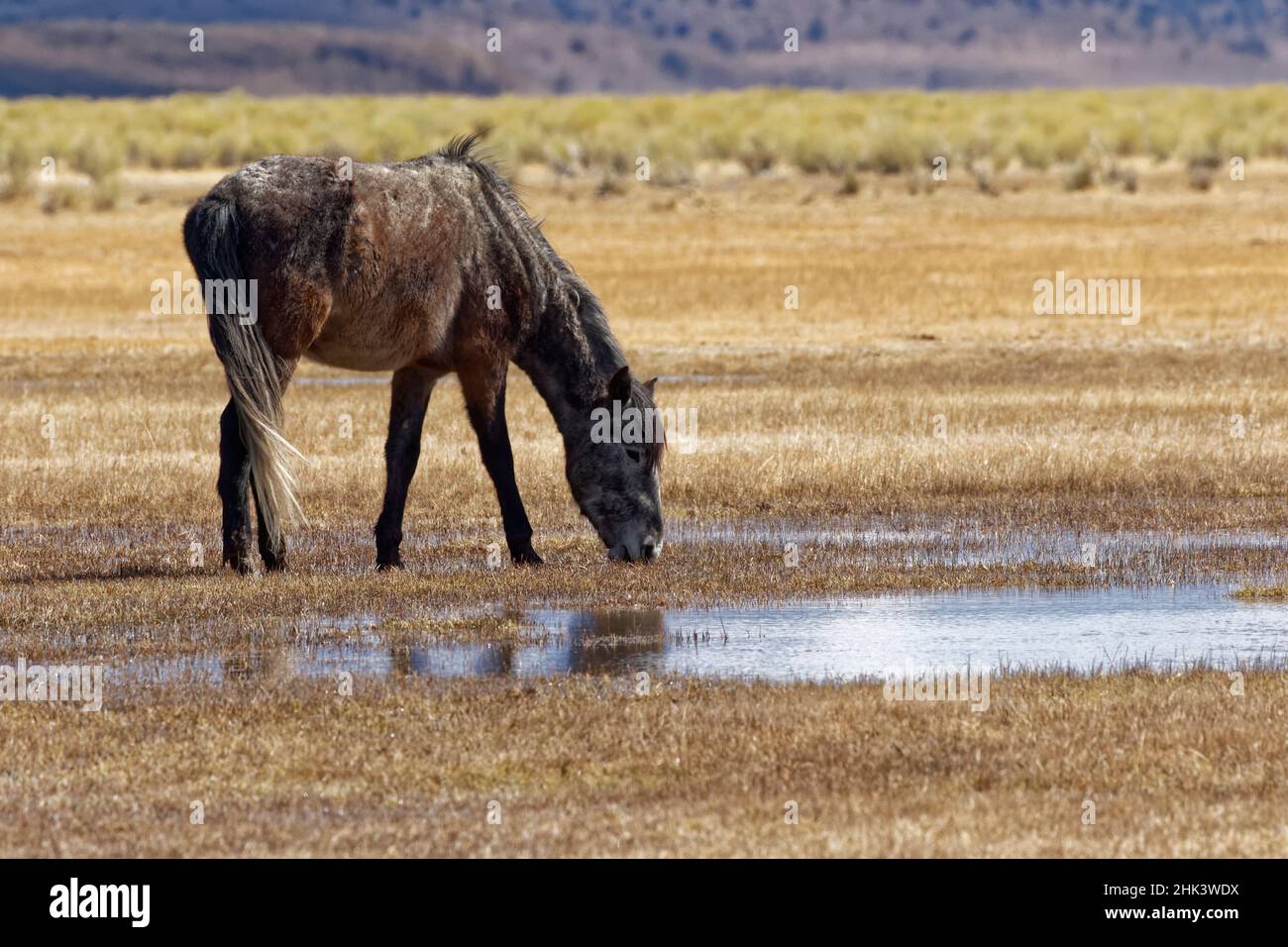 USA, Kalifornien. Wilder Mustang im Adobe Valley. Stockfoto