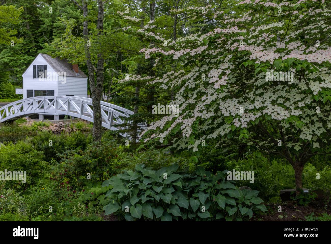 Blühender Dogwood-Baum und gewölbte Brücke in Somesville, Maine, USA Stockfoto