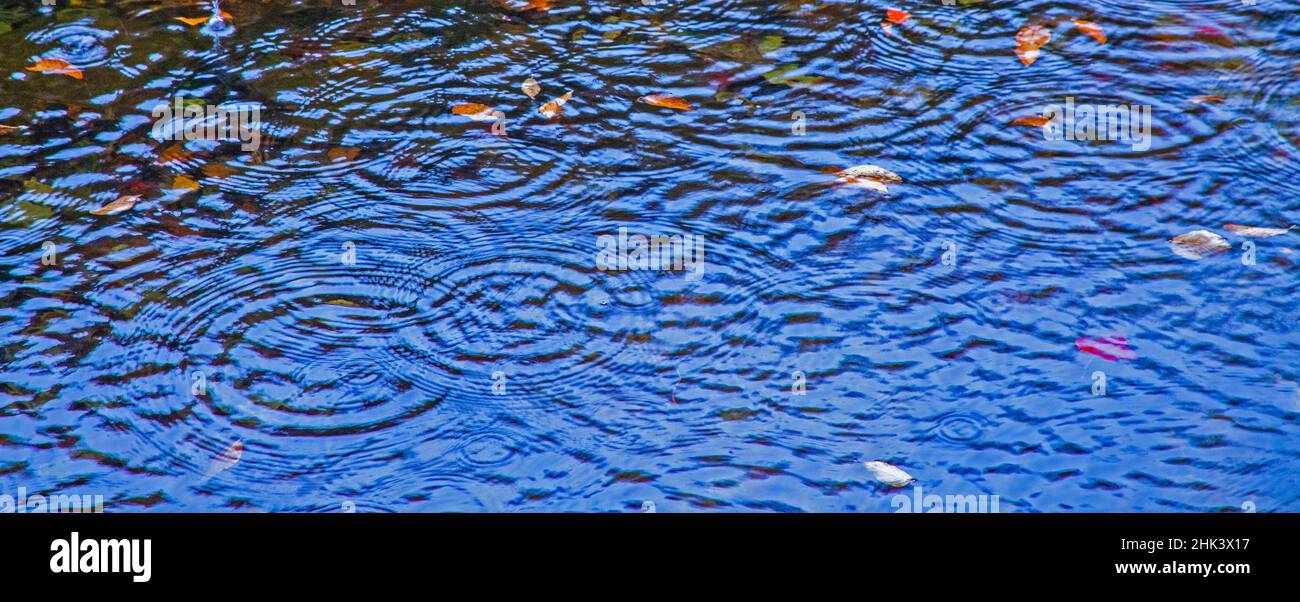 USA, New Hampshire, kleiner Teich mit Regentropfkreisen und herbstlich gefärbten Blättern Stockfoto