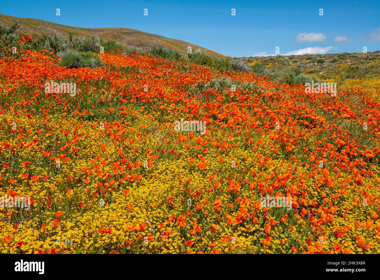 Usa, Kalifornien. Superbloom von Mohnblumen und Goldfeldern in der Nähe des State Poppy Reserve, Lancaster, Kalifornien Stockfoto