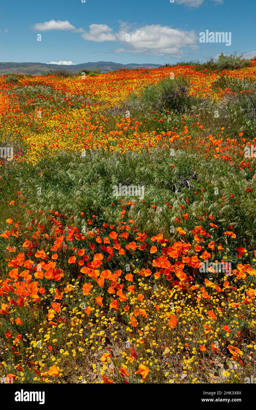 Usa, Kalifornien. Superbloom von Mohnblumen und Goldfeldern in der Nähe des State Poppy Reserve, Lancaster, Kalifornien Stockfoto