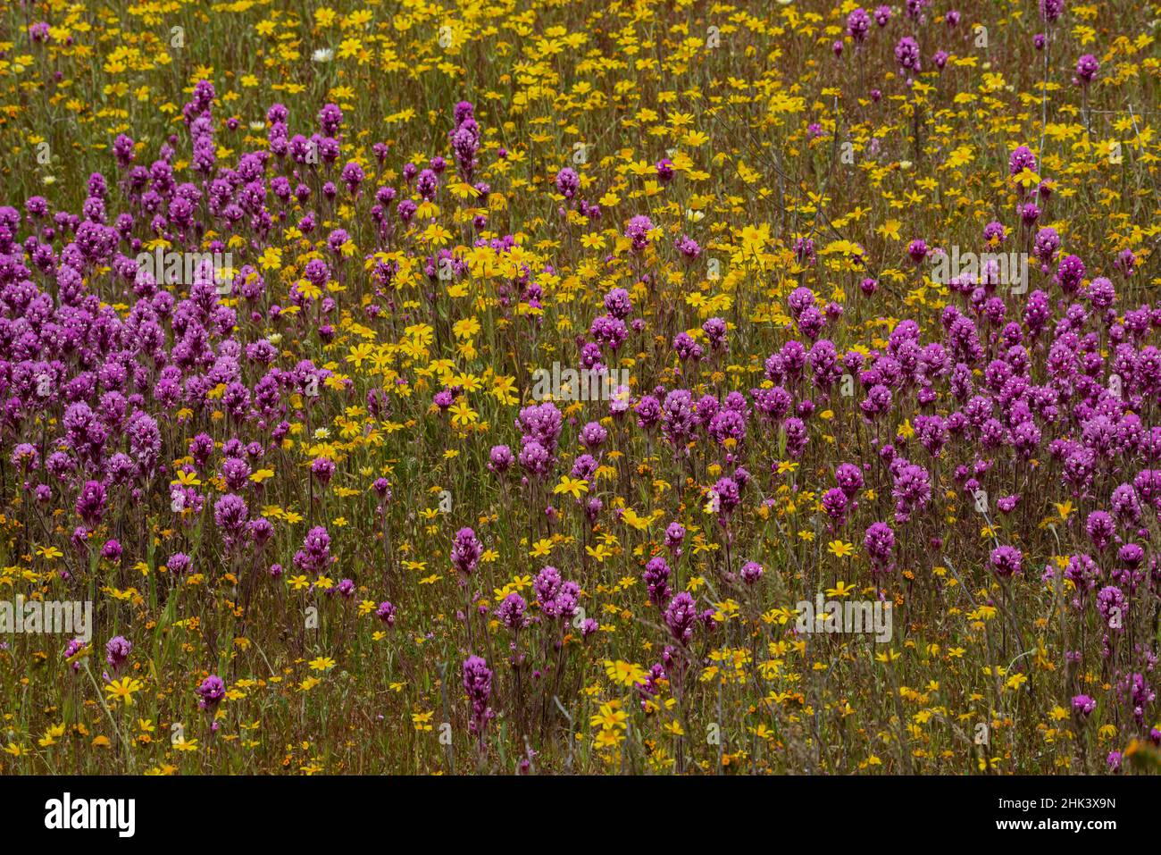 Usa, Kalifornien. Goldfields und Eulenklee Wildblumen am Carrizo Plain National Monument Stockfoto