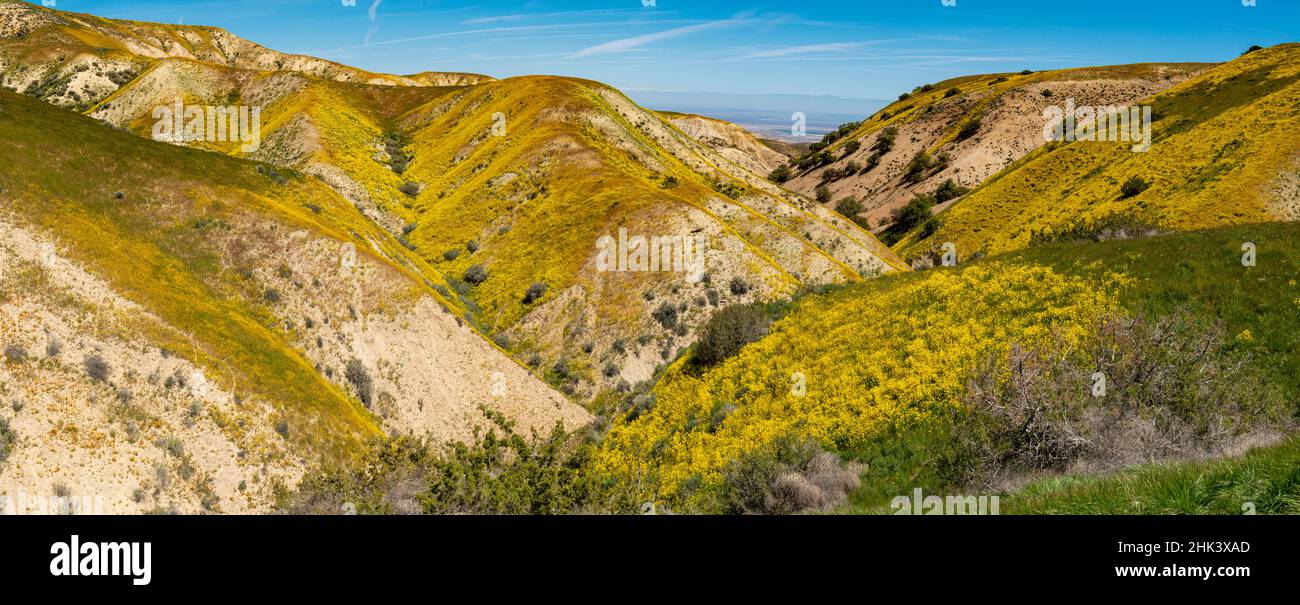 Usa, Kalifornien. Panoramalandschaft mit Gänseblümchen am Hang, Carrizo Plain National Monument Stockfoto