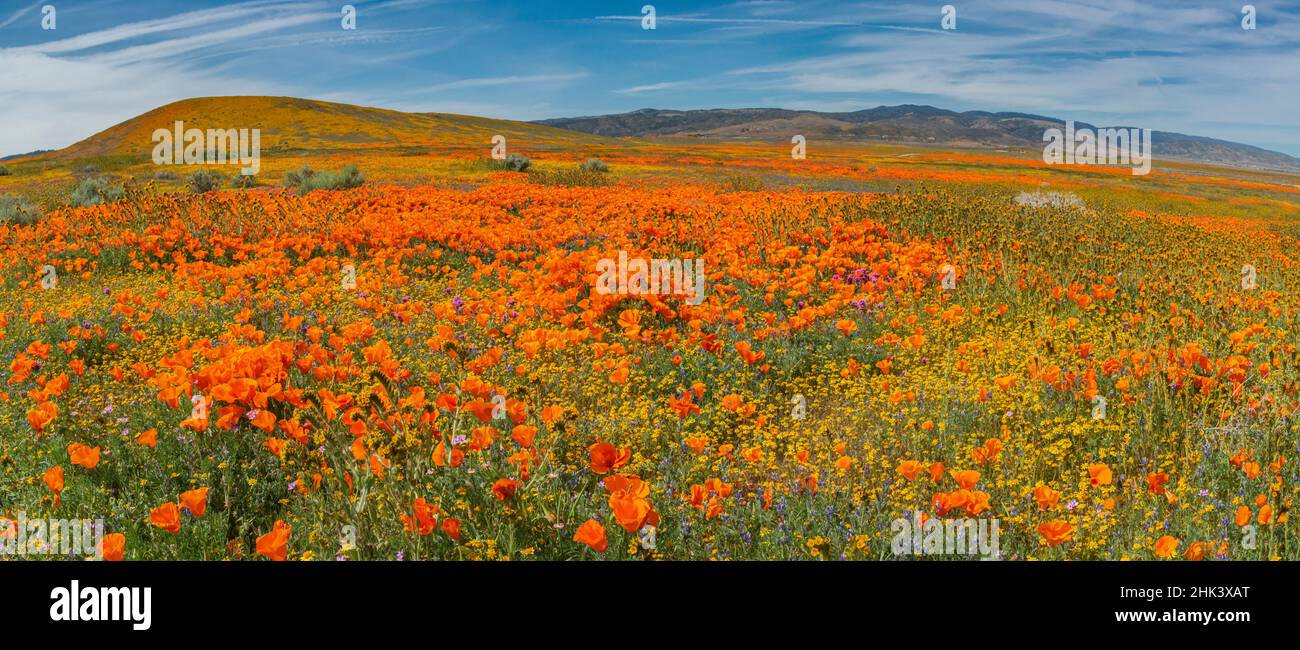 USA. Lancaster, Kalifornien. Panoramalandschaft mit kalifornischen Mohnblumen und Goldfield-Wildblumen Stockfoto