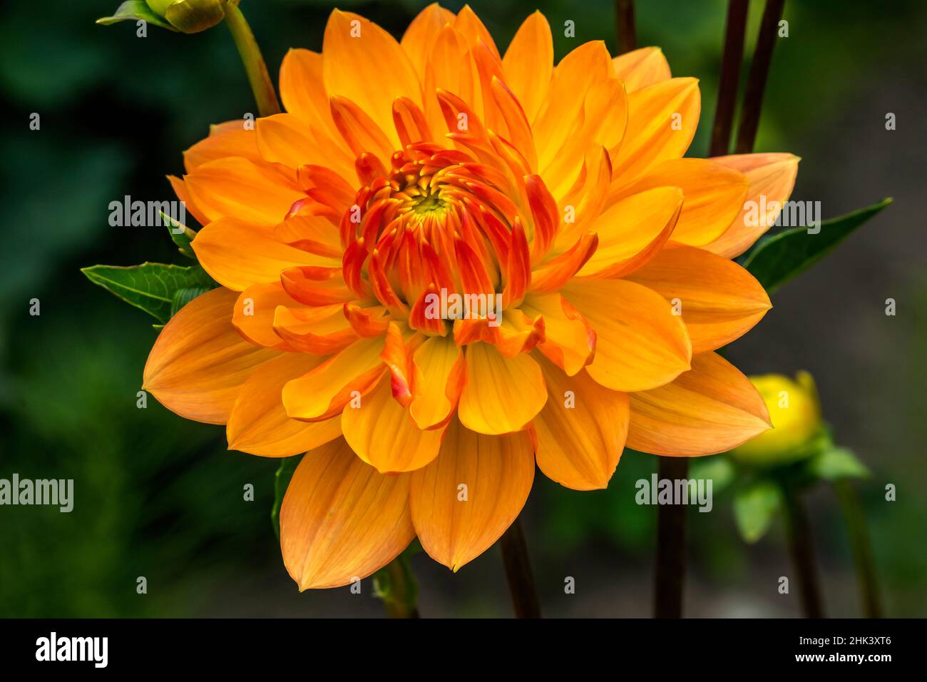 Gelbes, orangefarbenes Dahlia-blühendes Makro. Stockfoto