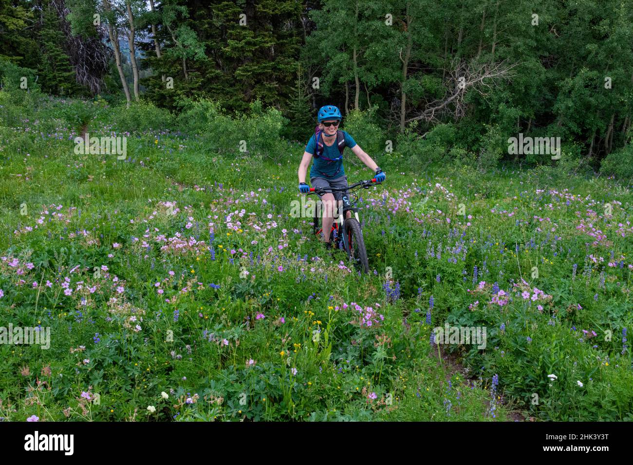 USA, Wyoming. Frau Mountainbike in Singletrack und Wildblumen, Westseite der Teton Mountains, Sommer, Caribou-Targhee National Forest. (MR) Stockfoto