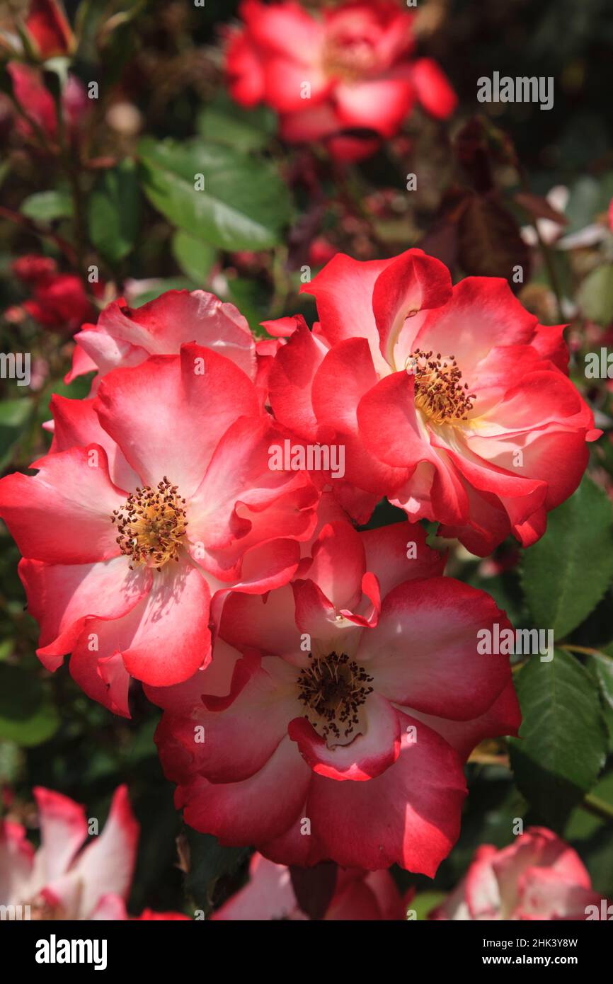 Betty Boop Rose ist eine Hybridrose mit einem mäßig fruchtigen Aroma. Stockfoto