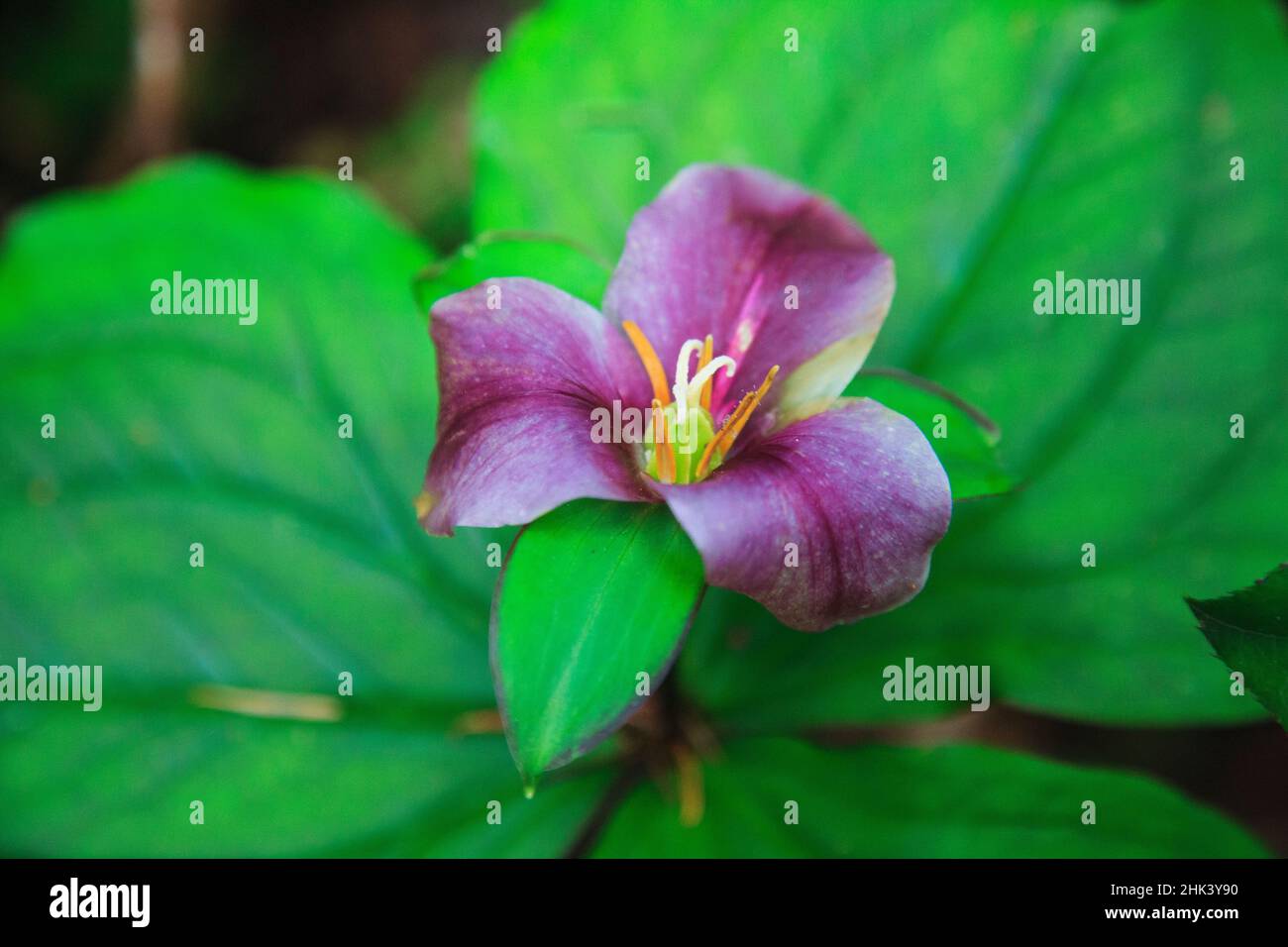WESTERN White trillium, Redwood National and State Parks, Kalifornien. Stockfoto