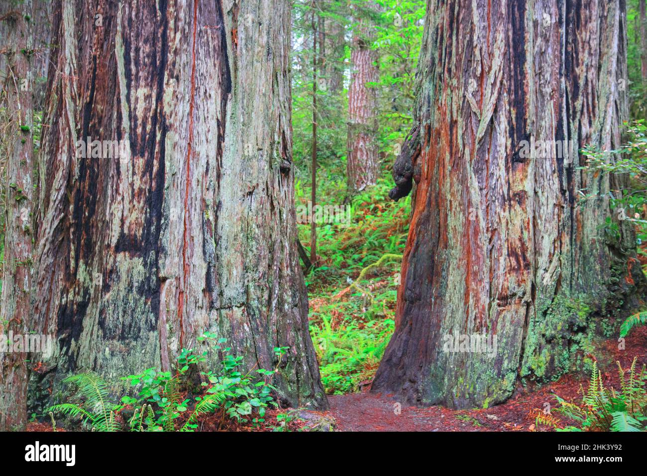 Alte Bäume, Lady Bird Grove des Redwood National Park. Stockfoto