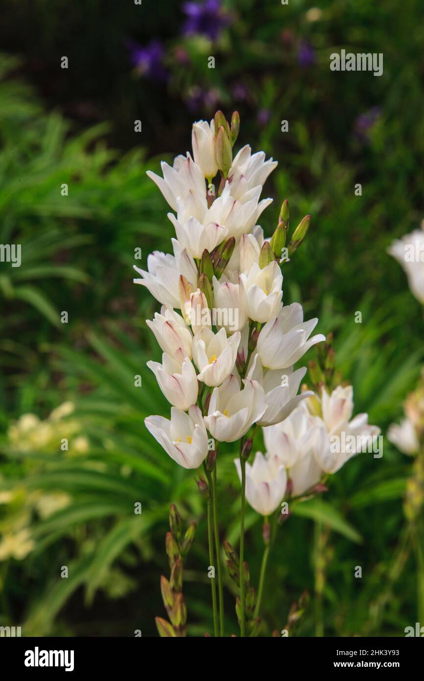 Die Paspelblüte ist ein Mitglied der Familie der Butterblume. Stockfoto