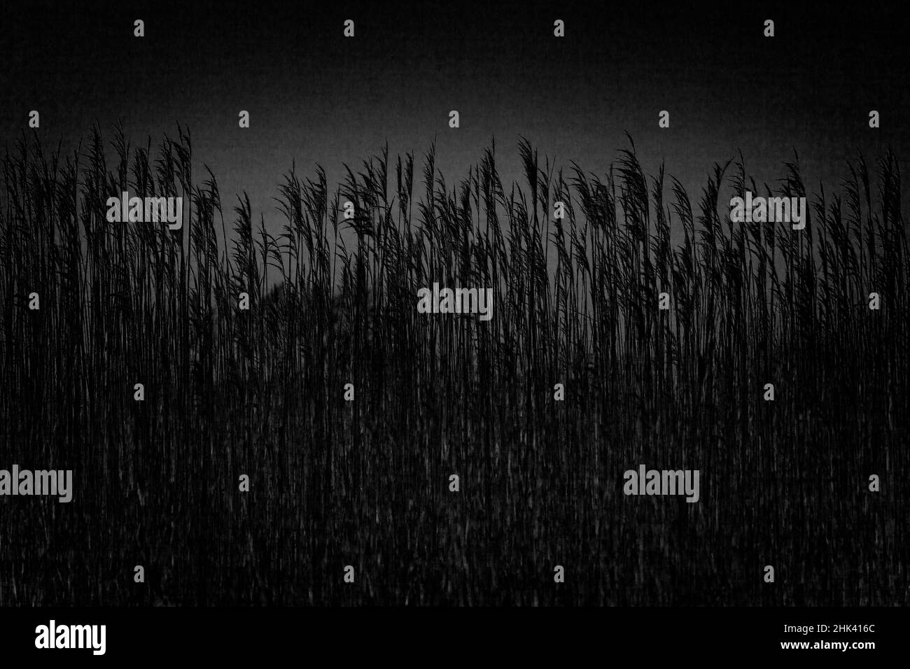 Natürliches und künstlich gepflanztes Schilf an Sandbänken am Ufer von East Hampton. Stranderosion ist ein häufiges Problem an den Ufern von Long Island. Stockfoto