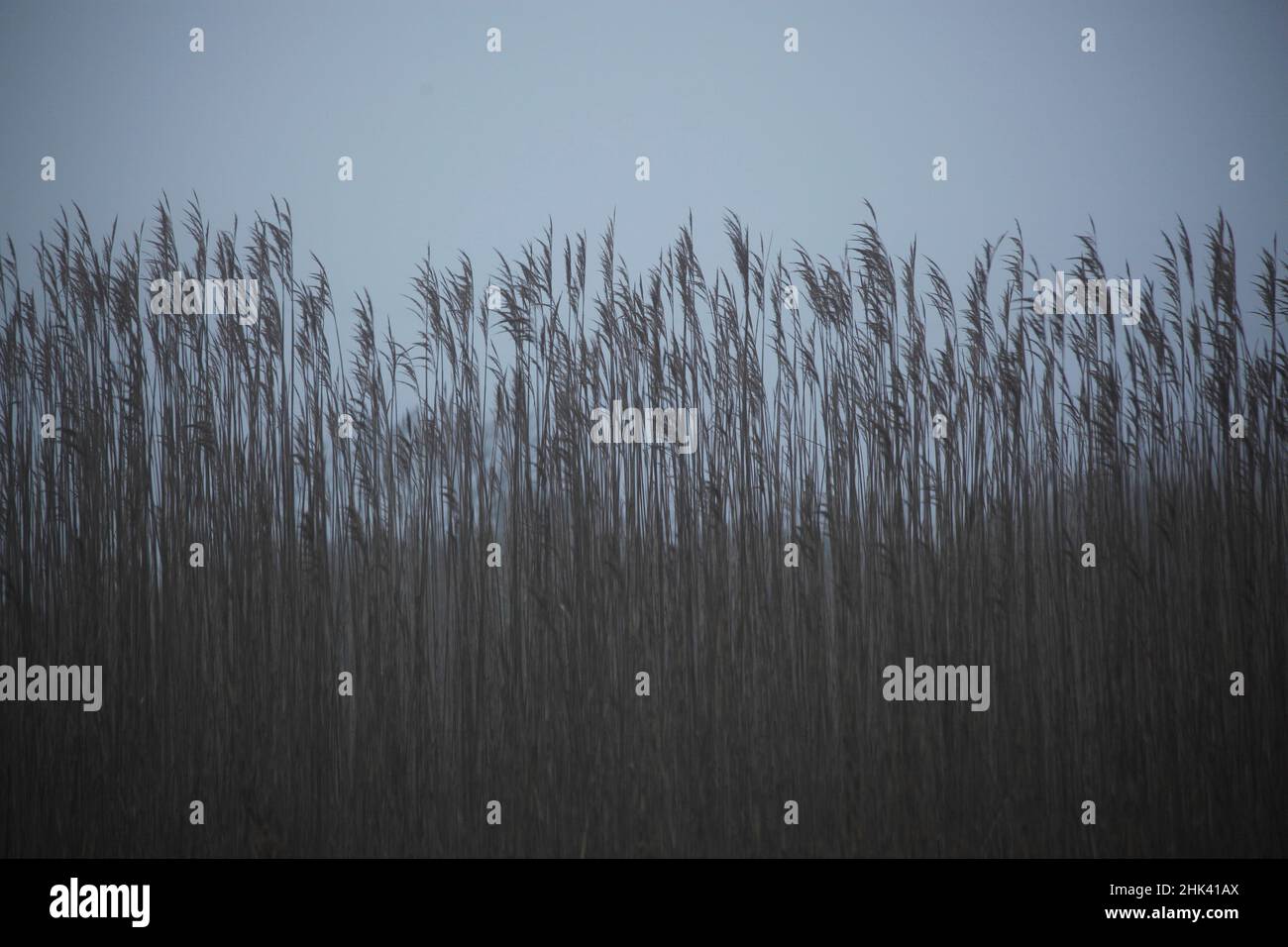 Natürliches und künstlich gepflanztes Schilf an Sandbänken am Ufer von East Hampton. Stranderosion ist ein häufiges Problem an den Ufern von Long Island. Stockfoto