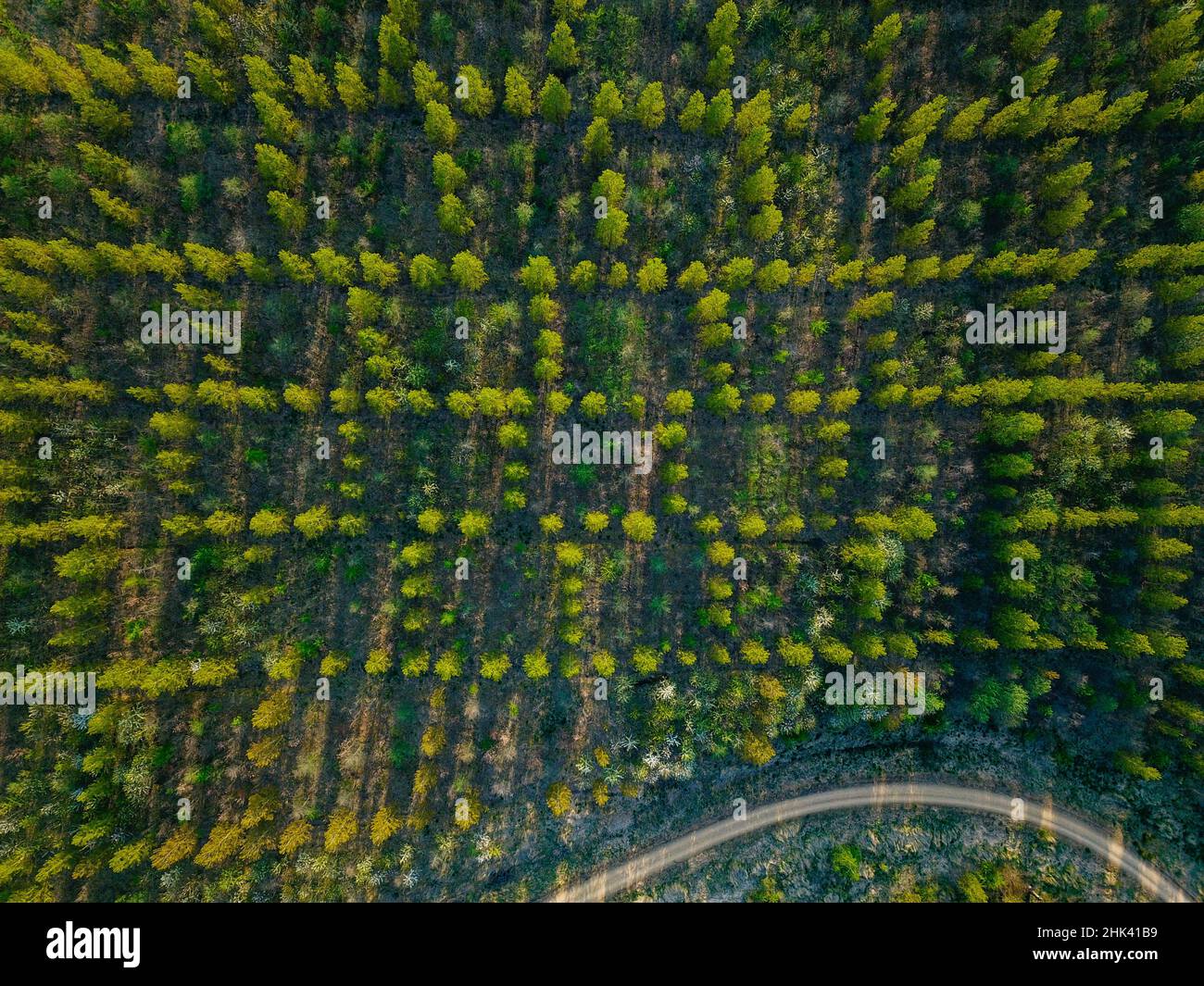 Aufforstung nach industrieller Nutzung, fotografiert mit einer Drohne Stockfoto