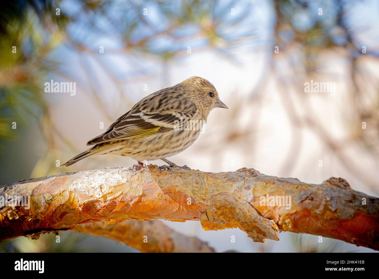 USA, Colorado, Fort Collins. Kiefer-Siskin-Vogel auf Gliedmaßen. Stockfoto