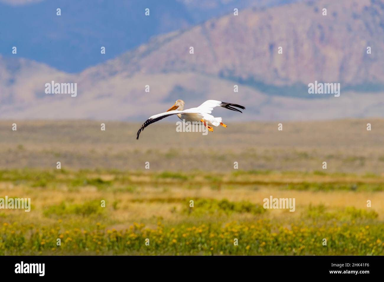 USA, Colorado, Arapaho National Wildlife Refuge. Amerikanischer weißer Pelikan im Flug. Stockfoto