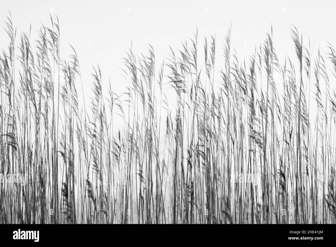 Natürliches und künstlich gepflanztes Schilf an Sandbänken am Ufer von East Hampton. Stranderosion ist ein häufiges Problem an den Ufern von Long Island. Stockfoto
