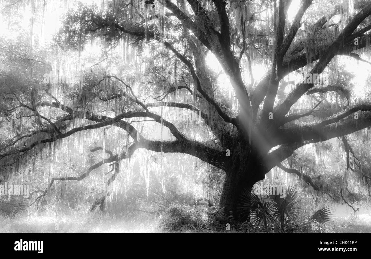 Schönen südlichen Live Oak Tree, Quercus virginiana, Central Florida Stockfoto