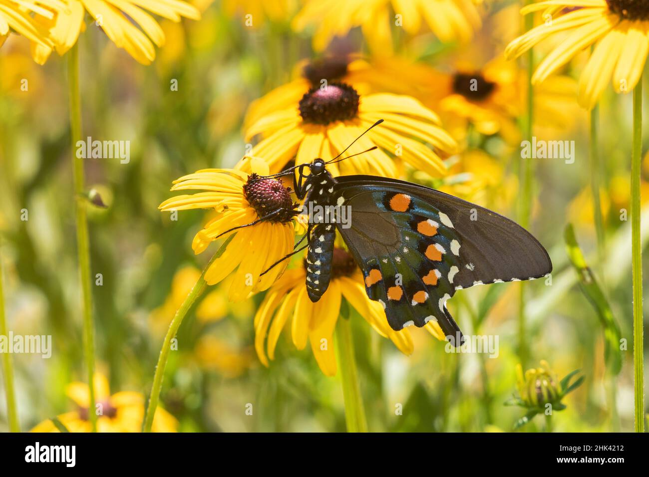 Pipevine-Schwalbenschwanz auf Black-Eyed Susan, Marion County, Illinois. Stockfoto