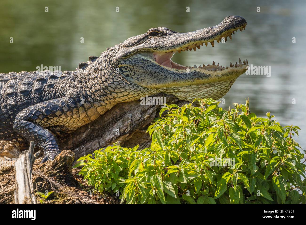 USA, Louisiana, Atchafalaya National Heritage Area. Alligator sonnen sich anmelden. Credit: Cathy & Gordon Illg/Jaynes Galerie/DanitaDelimont.com Stockfoto