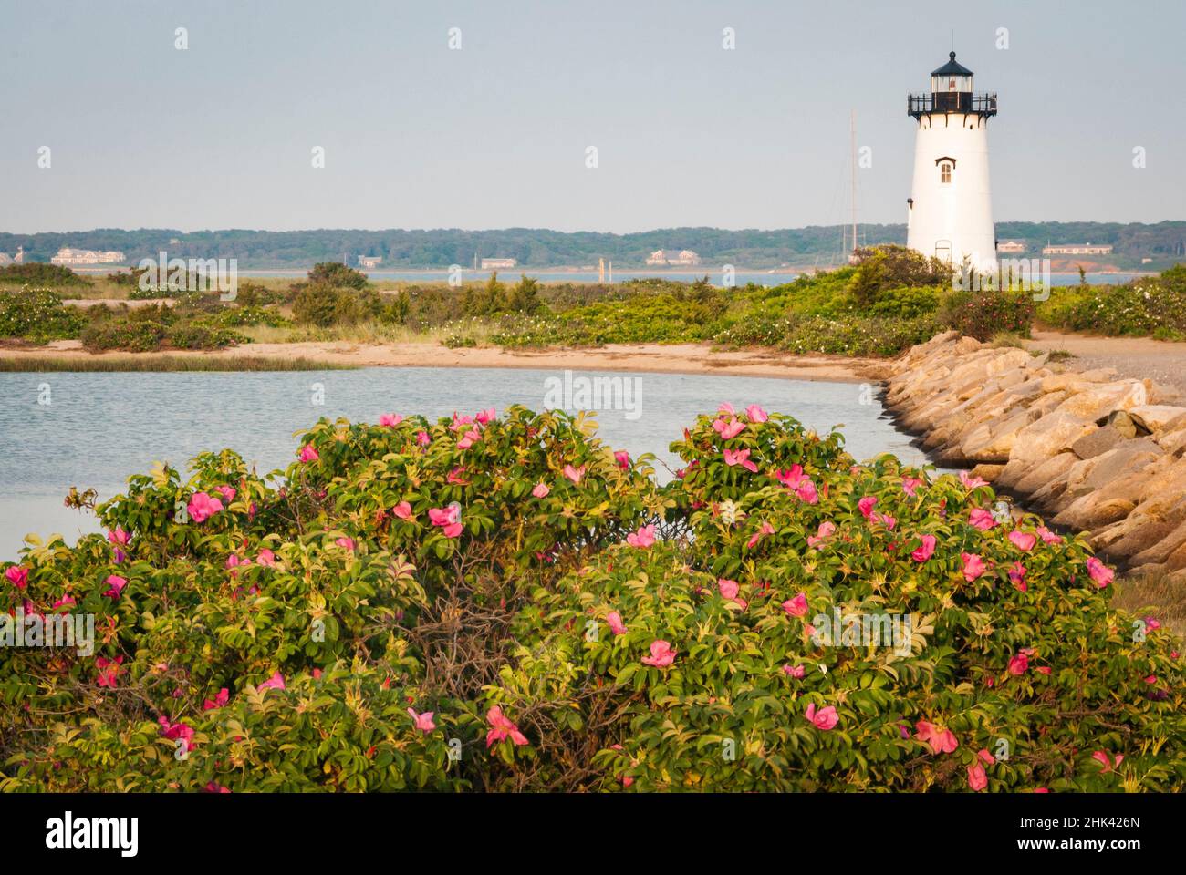 USA, Massachusetts. Martha's Vineyard, Edgartown Harbour, Edgartown Lighthouse, Blick vom N. Water Street Path, Wilde Rose, kleine weiße wandernde Rose (R Stockfoto