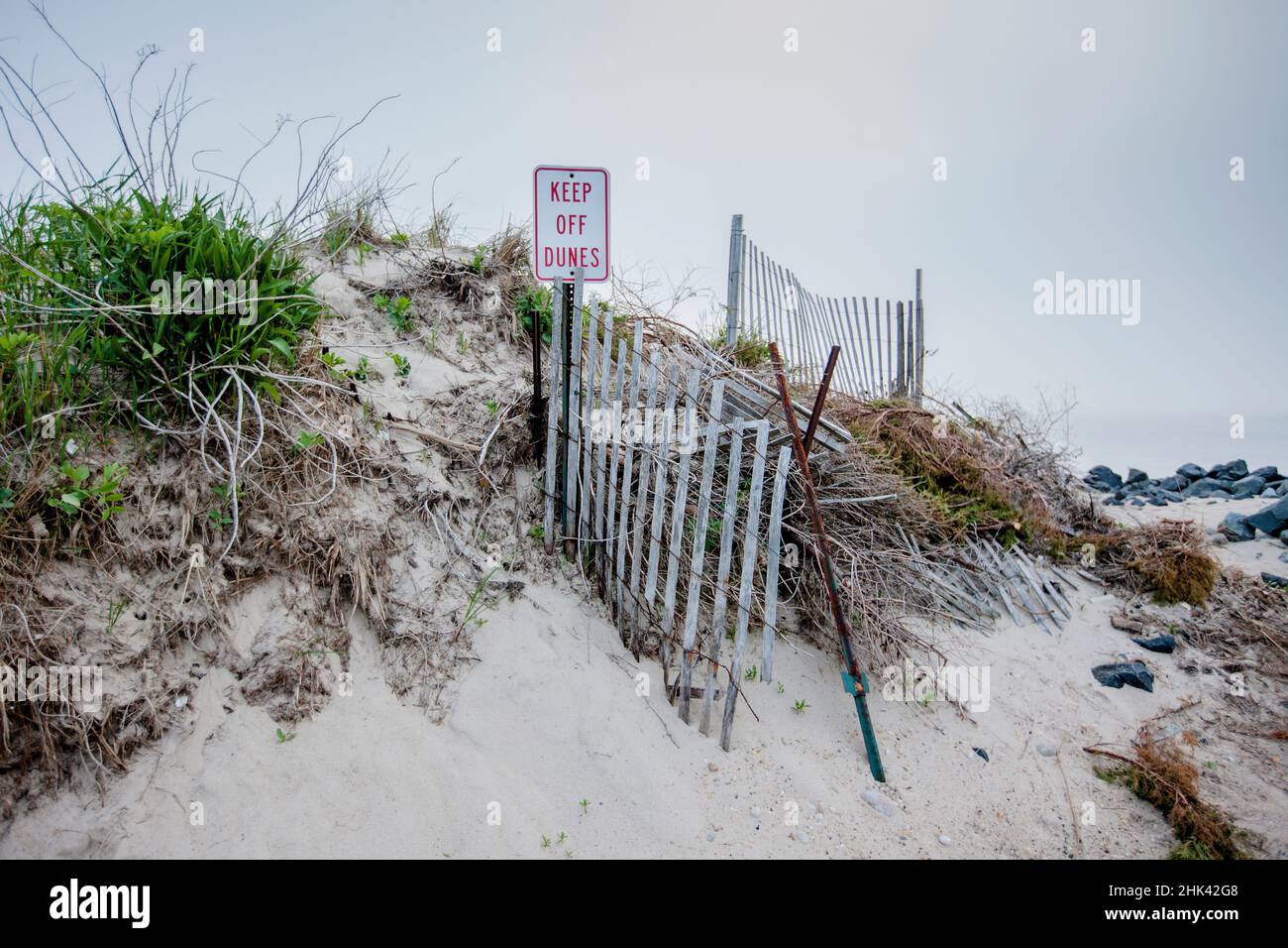 Natürliches und künstlich gepflanztes Schilf an Sandbänken am Ufer von East Hampton. Stranderosion ist ein häufiges Problem an den Ufern von Long Island. Stockfoto