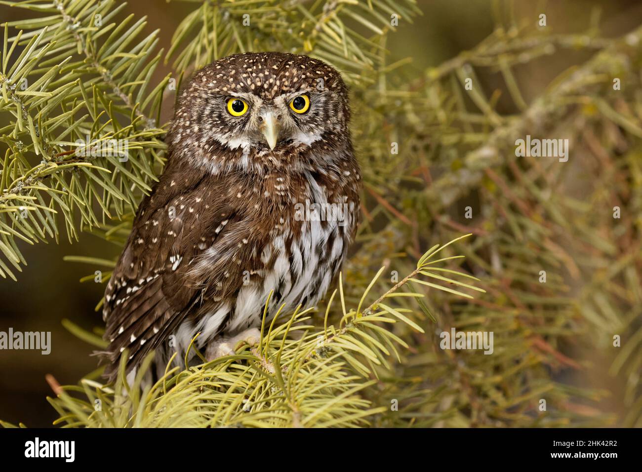 Nördliche Zwergeule, Glaucidium gnoma, Captive, Montana Stockfoto