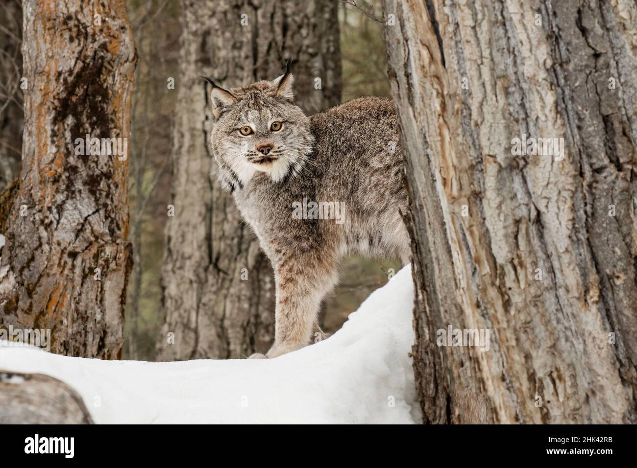 Kanada Lynx oder Kanadischen Luchs im Winter, (Captive) Montana Lynx canadensis, Felidae Stockfoto