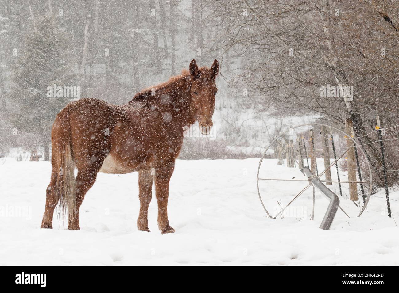 Maultier und fallender Schnee, Kalispell, Montana Stockfoto