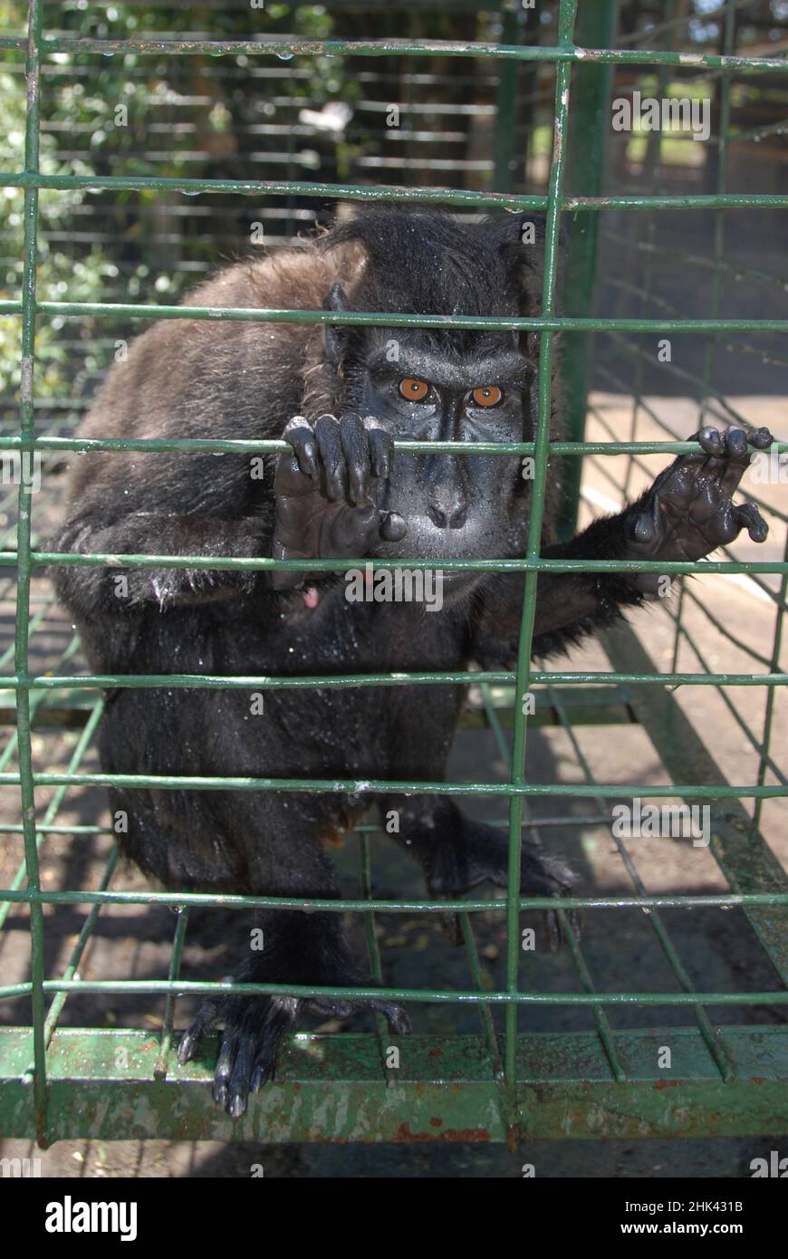 Celebes Crested Macaque, Macaca nigra, im Käfig, vom Aussterben bedroht. Privater Zoo, Bitung, Sulawesi, Indonesien Stockfoto