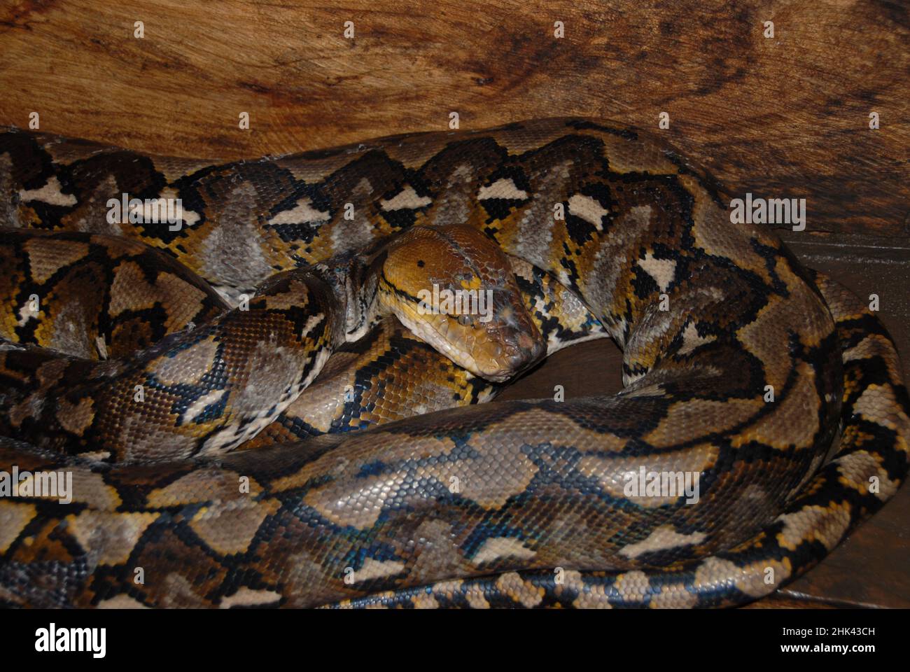 Reticulated Python, Malayopython reticulatus, in Gefangenschaft, privater Zoo, Bitung, Sulawesi, Indonesien Stockfoto