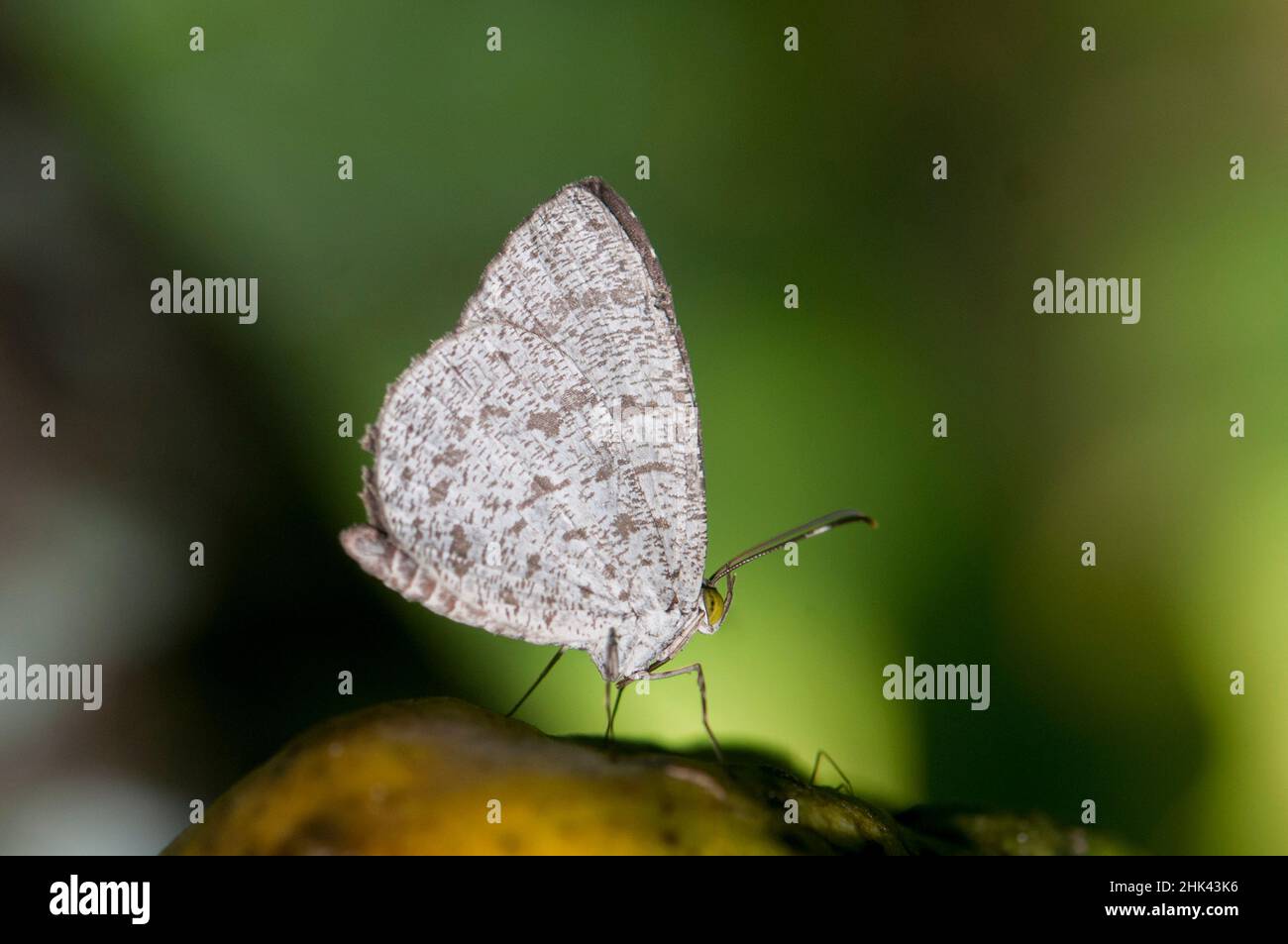 Kleiner Dunkelflügel-Schmetterling, Allotinus unicolor, auf Blatt, Klungkung, Bali, Indonesien Stockfoto