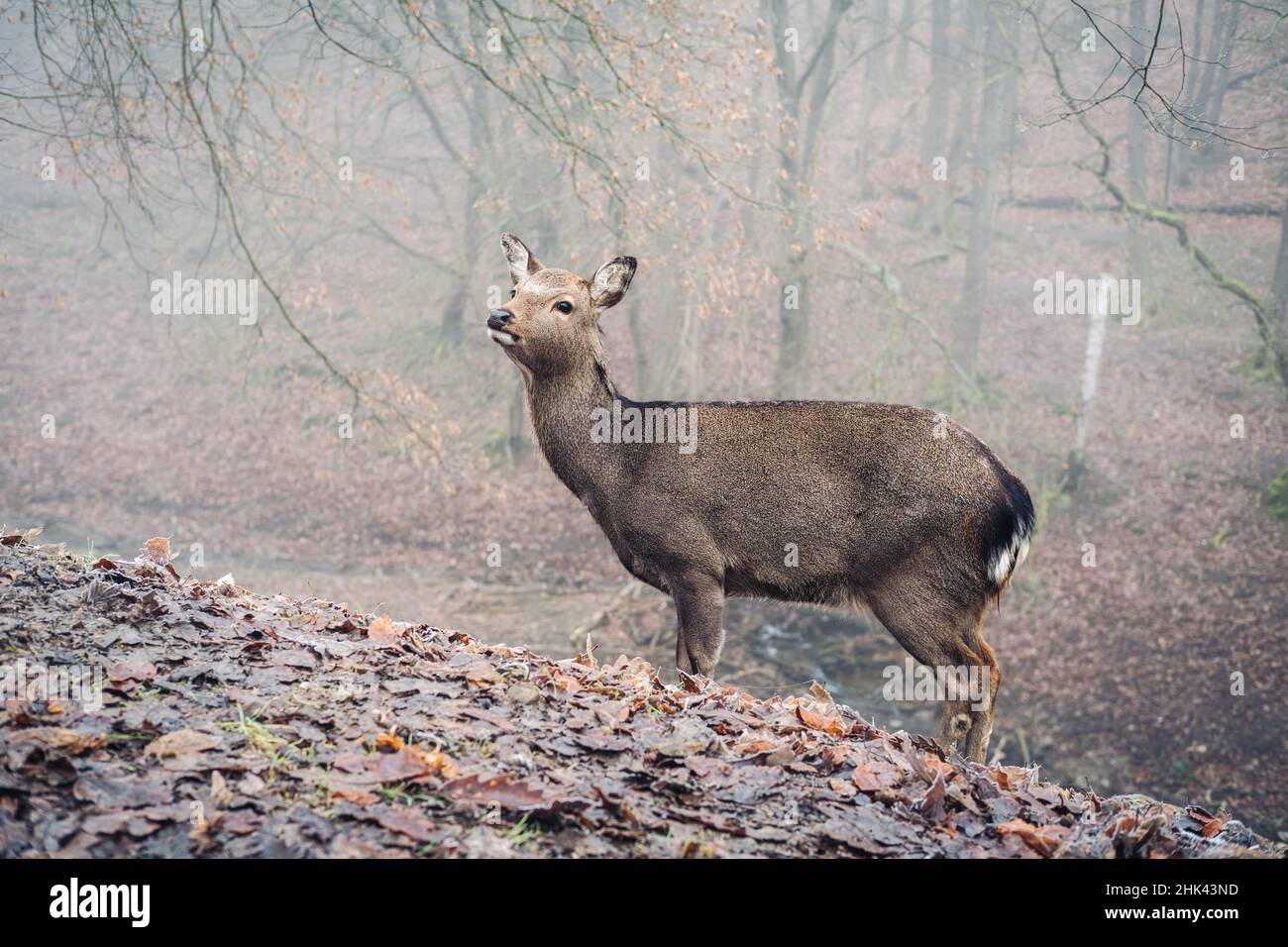 Sika Hirsch in einem nebligen Wald Stockfoto
