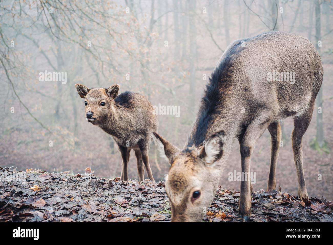 Baby Sika Hirsch in einem nebligen Wald Stockfoto