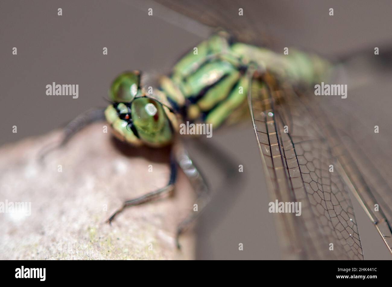 Slender Skimmer Libelle, Orthetrum sabina, Klungkung, Bali, Indonesien Stockfoto