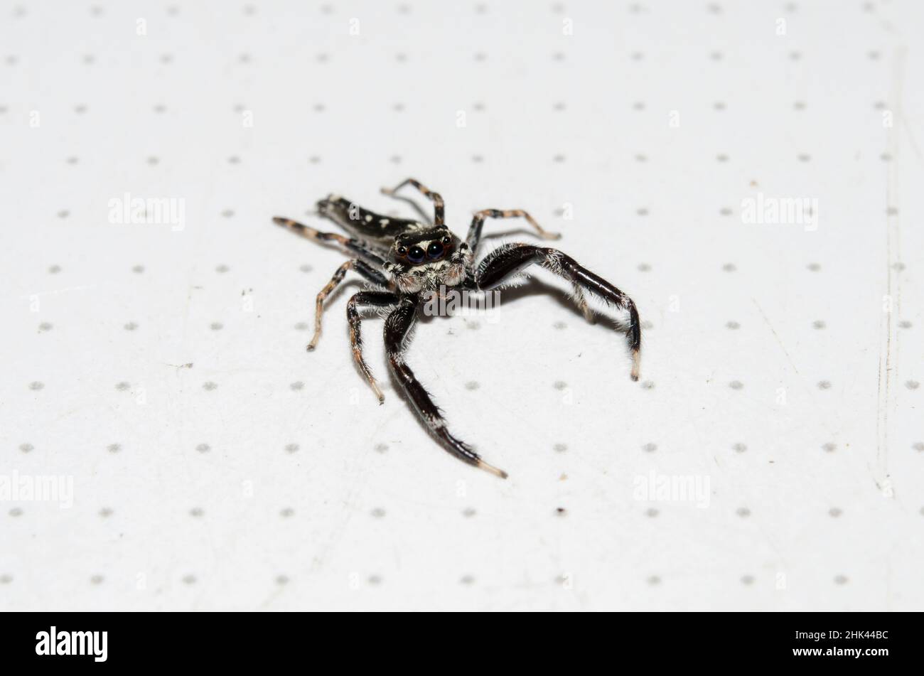 Jumping Spider, Bavia sexpunctata, Pering, Gianyar, Bali, Indonesien Stockfoto