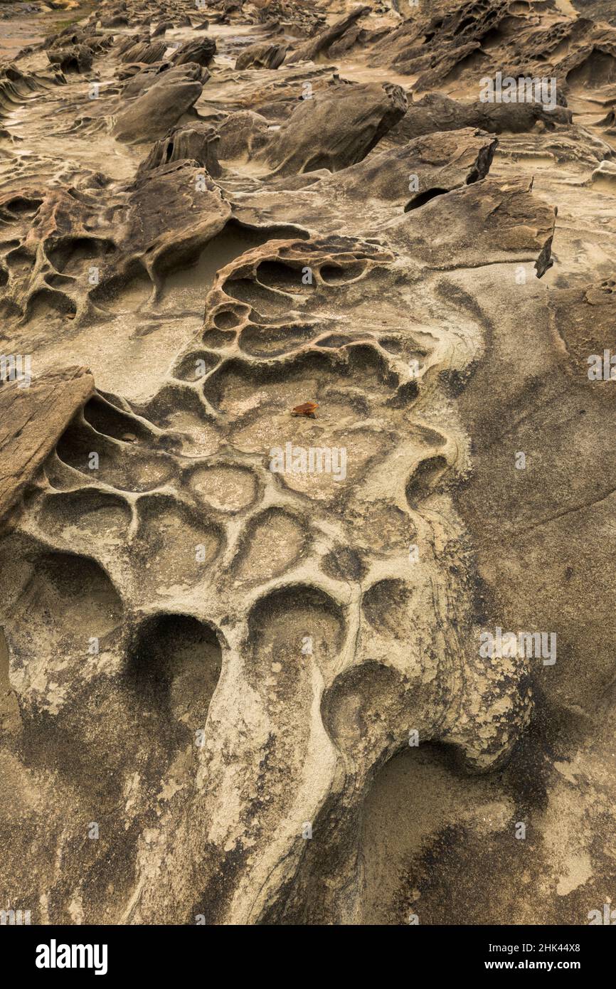 Sandsteinformation, Shore Acres State Park, Cape Arago Highway, Coos Bay, Oregon Stockfoto
