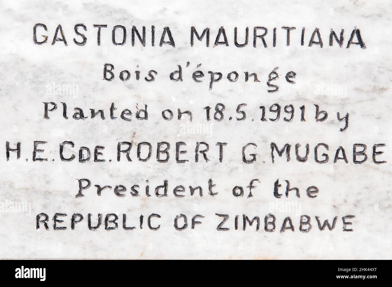 Gedenktafel für Sponge Wood, Gastonia mauritiana, jetzt Polyscias maraisiana genannt, gepflanzt von Robert Mugabe, Präsident von Simbabwe, endemisch auf Mauritius, Cr Stockfoto