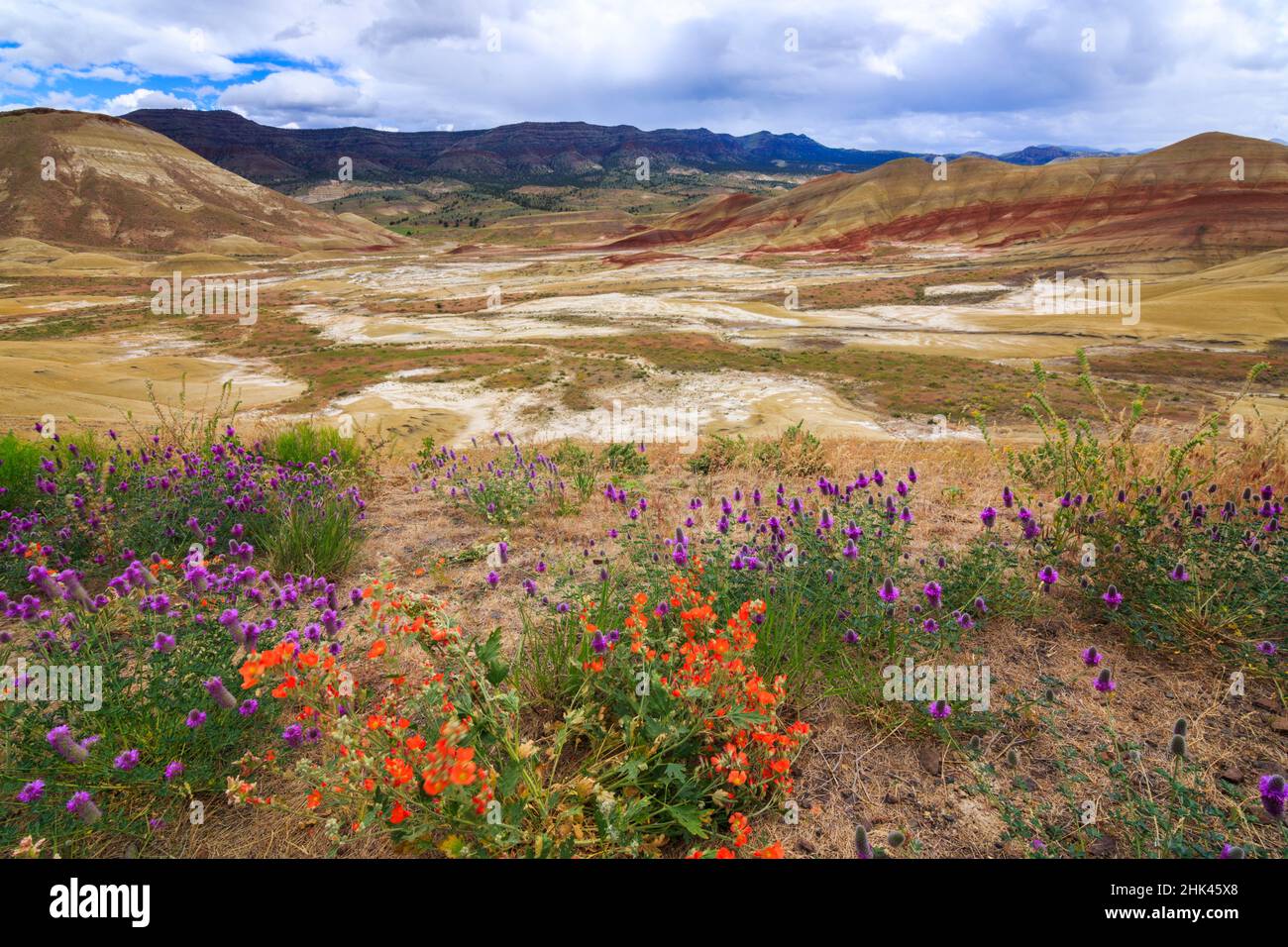 USA, Central Oregon, Redmond, Bend, Mitchell. Serie von niedrigen Tonhügeln, die in bunten Bändern aus Mineralien, Asche und Tonablagerungen gestreift sind. Wüstenwildblume Stockfoto