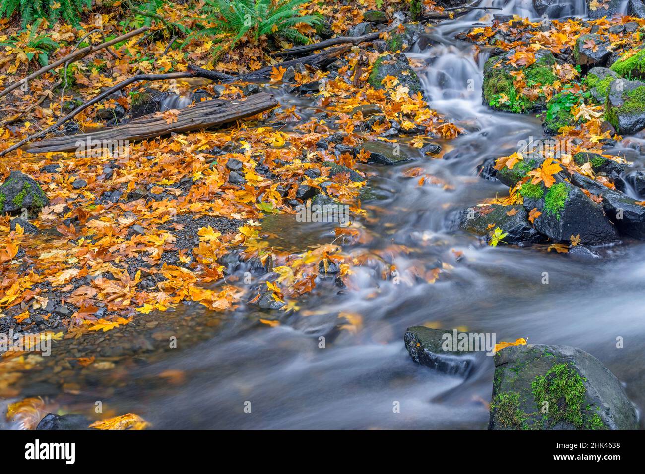 USA, Oregon. Columbia River Gorge National Scenic Area, Hungvation Creek State Park, Hungvation Creek im Herbst mit gefallenen Ahornblättern, dunklen Vulkanen Stockfoto