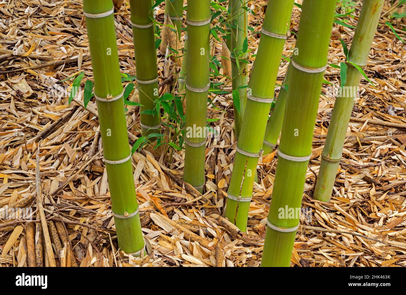 USA, Oregon, Portland. Hoyt Arboretum, Bamboo (Phyllostachys parvifolia), diese kältetolerante Art ist in China heimisch. Stockfoto