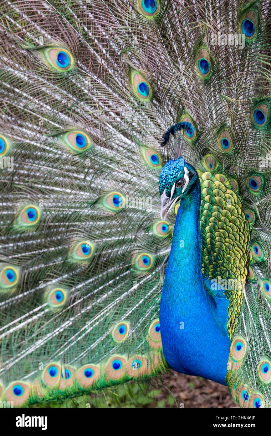 Pfauenmännchen mit ausgefächertem Schwanz, Middleton Place Plantation, South Carolina Stockfoto