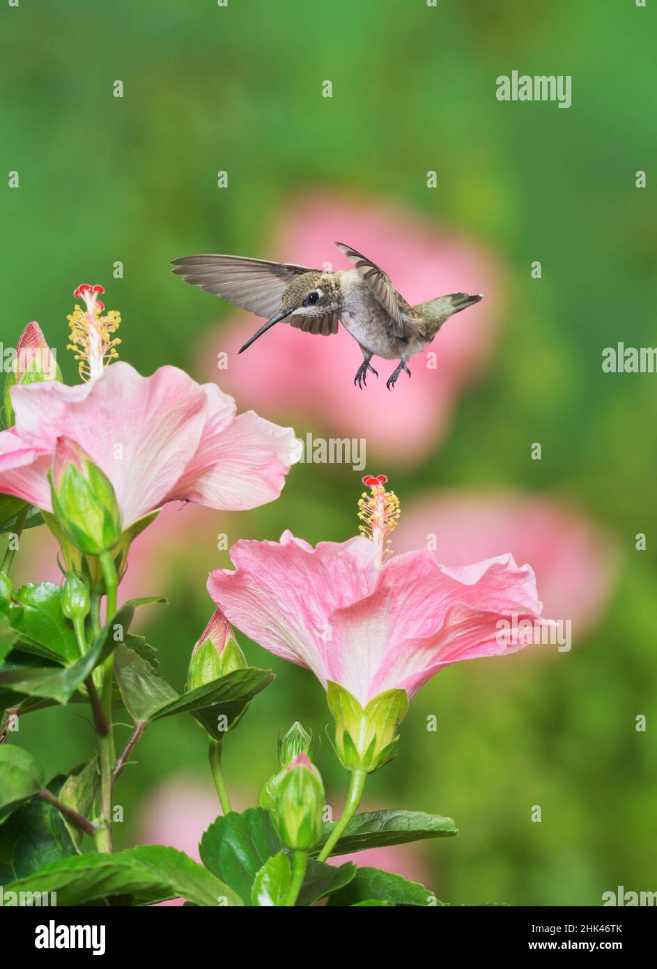 Ruby – Throated Kolibri (Archilochos Colubris), junges Männchen im Flug Fütterung auf Hibiskusblüte, Hill Country, Texas, USA Stockfoto