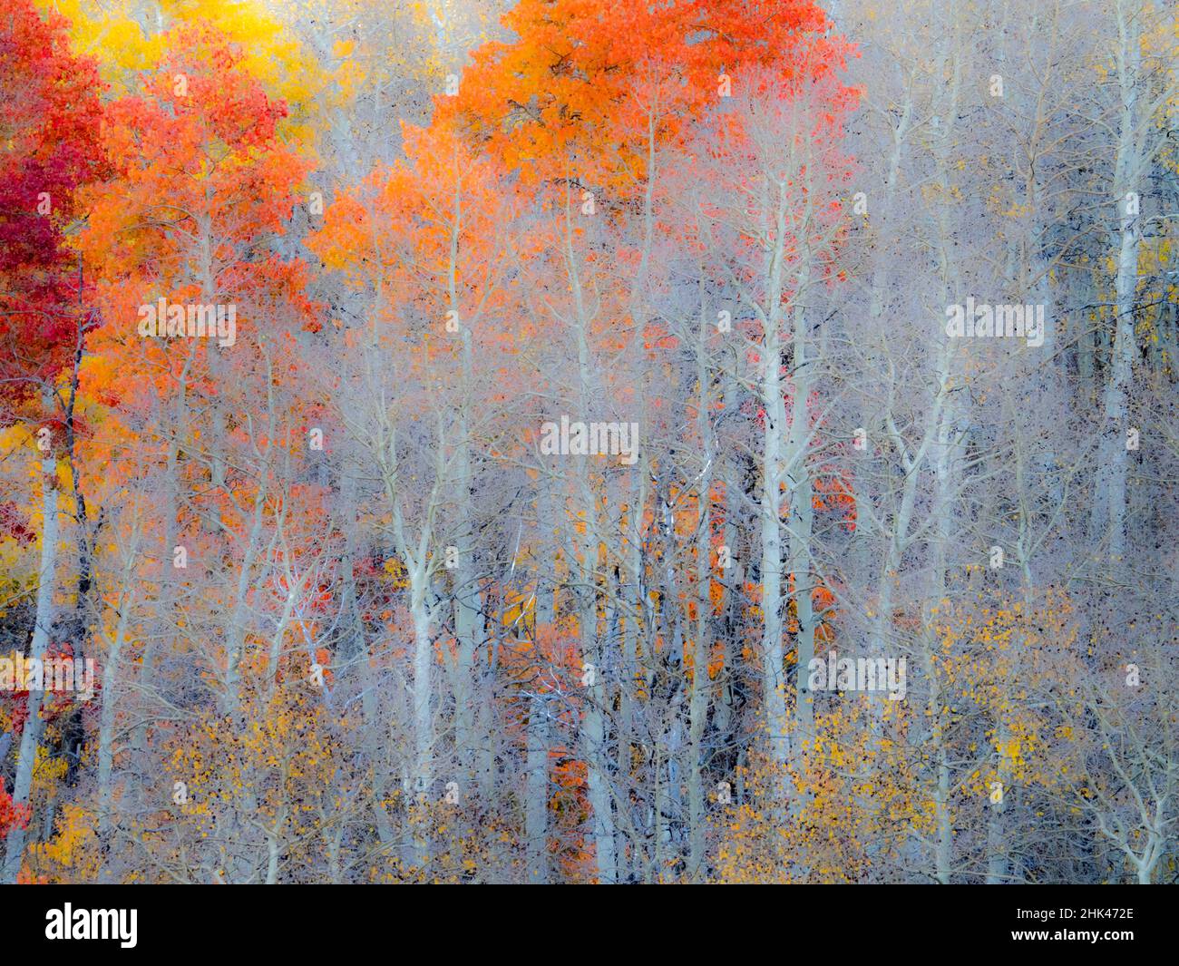 USA, Utah, Logan Pass. Herbstfarben in Logan Pass Utah. Stockfoto