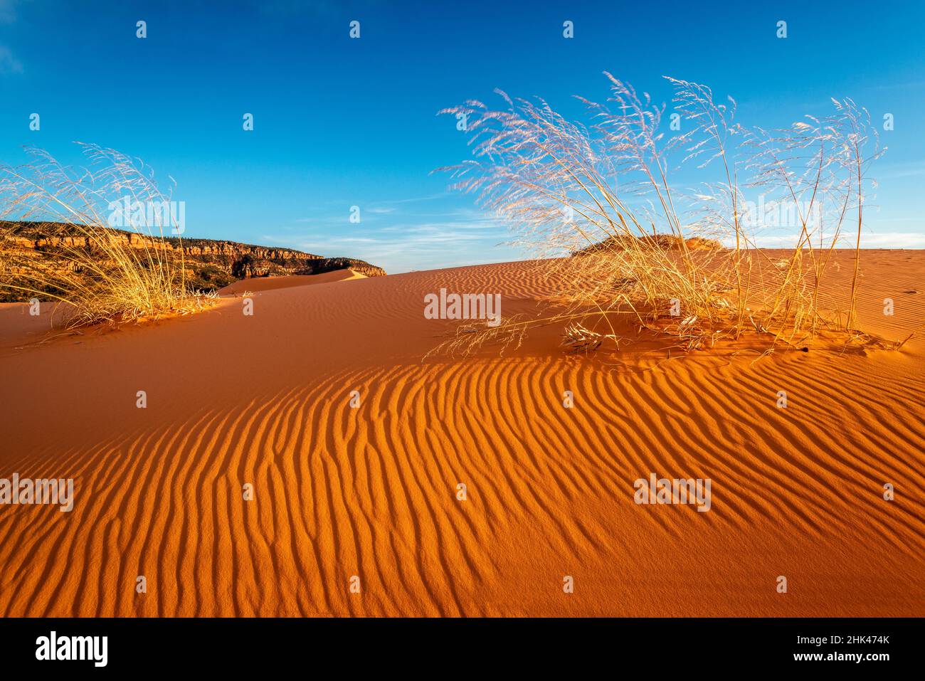 Sanddünen und Gras, Coral Pink Sand Dunes State Park, Kane County, Utah, USA. Stockfoto