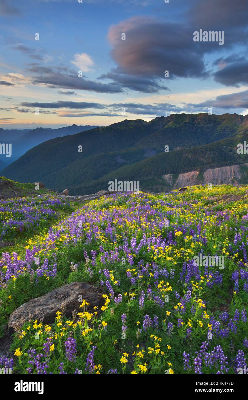 USA, Staat Washington. Bastille Ridge und Coleman Glacier von den Wiesen von Heliotrope Ridge, Mount Baker Wilderness, North Cascades. Stockfoto