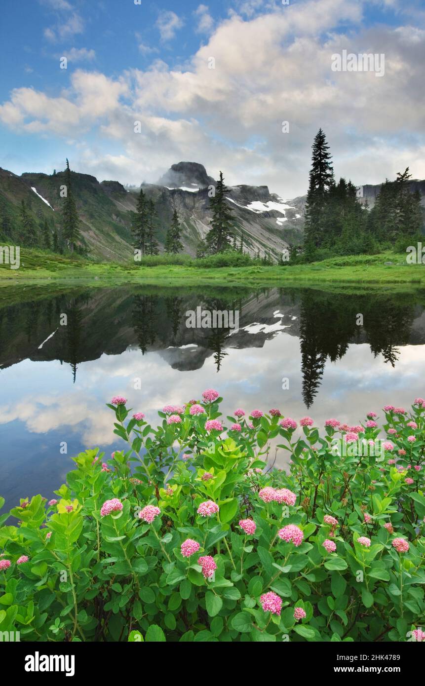 USA, Staat Washington. Der Tafelberg spiegelt sich in einem kleinen See im Heather Meadows Recreation Area, North Cascades. Im Vordergrund ist Rosy Spiraea. Stockfoto