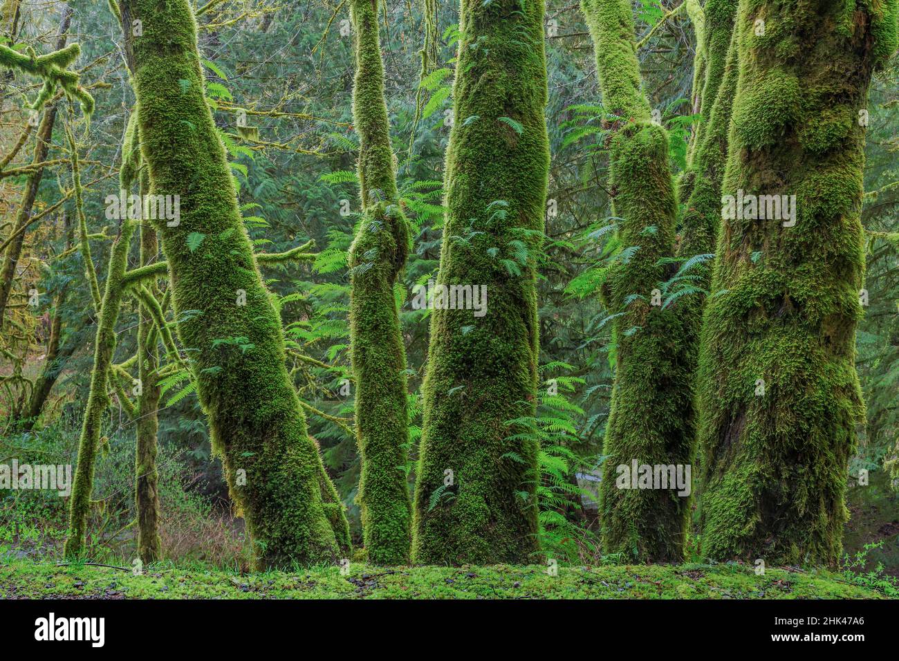 Lakritz farne -Fotos und -Bildmaterial in hoher Auflsung  Alamy