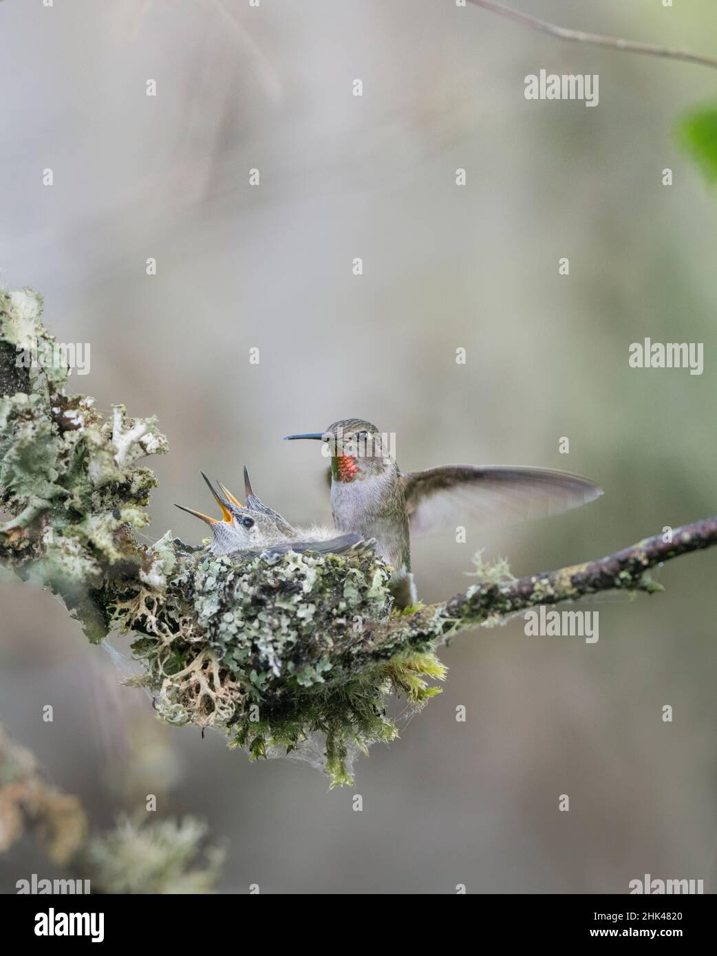 USA. Staat Washington. Erwachsene Frau Anna's Kolibri (Calypte Anna) landet bei cup Nest mit zwei bettelnde Küken. Stockfoto