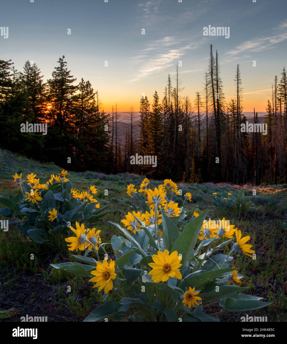 USA, Staat Washington. Arrowleaf Balsamroot (Balsamorhiza sagittata) bei Sonnenaufgang auf einer Wiese am Tronsen Ridge an den Hängen des östlichen Cascade Rang Stockfoto