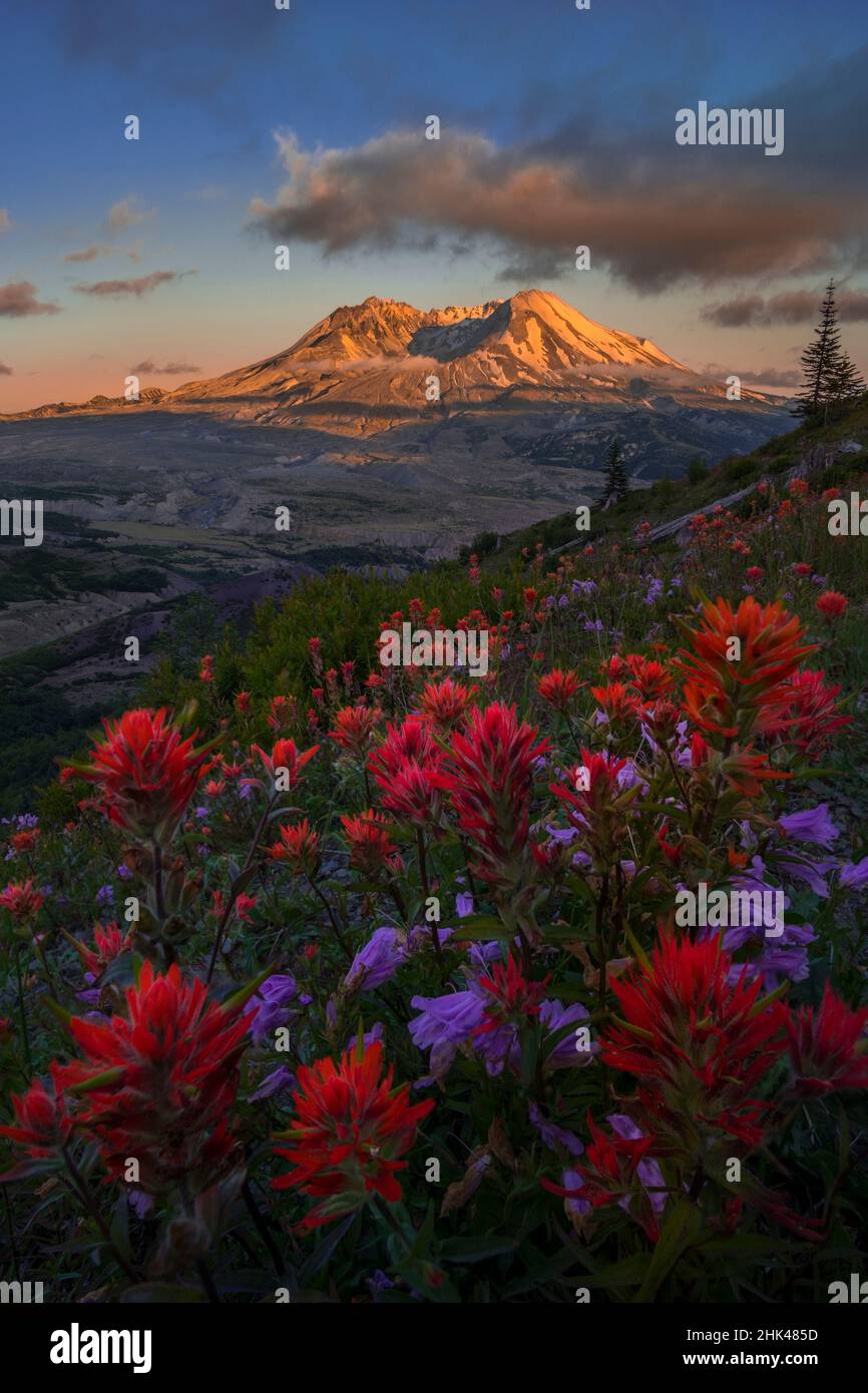 USA, Staat Washington. Pinsel und Penstemon Wildblumen am Mount St. Helens Volcanic National Monument im Bundesstaat Washington (FOCUS Stack Composite) Stockfoto